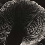 Edward  Weston, Mushroom,1940