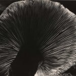 Edward  Weston, Mushroom,1940