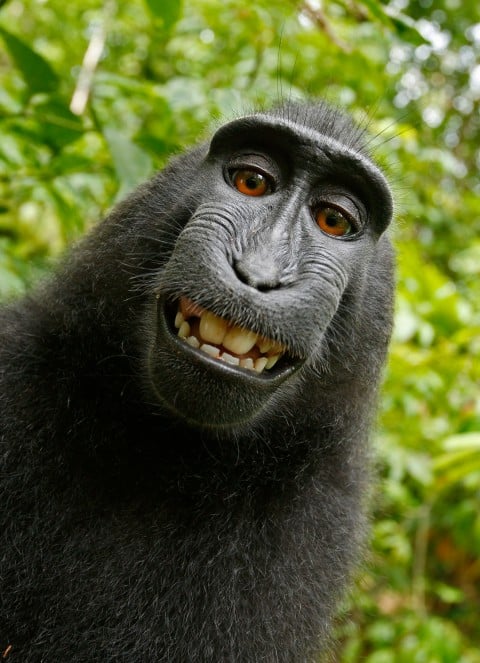 Il celebre selfie del macaco indonesiano