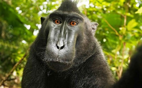 Il celebre selfie del macaco indonesiano