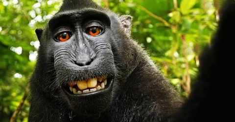 Il celebre selfie del macaco indonesiano