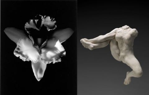 Robert Mapplethorpe, Orchid, 1985 – Auguste Rodin, Iris messagère des dieux, vers 1891-1893, terre cuite