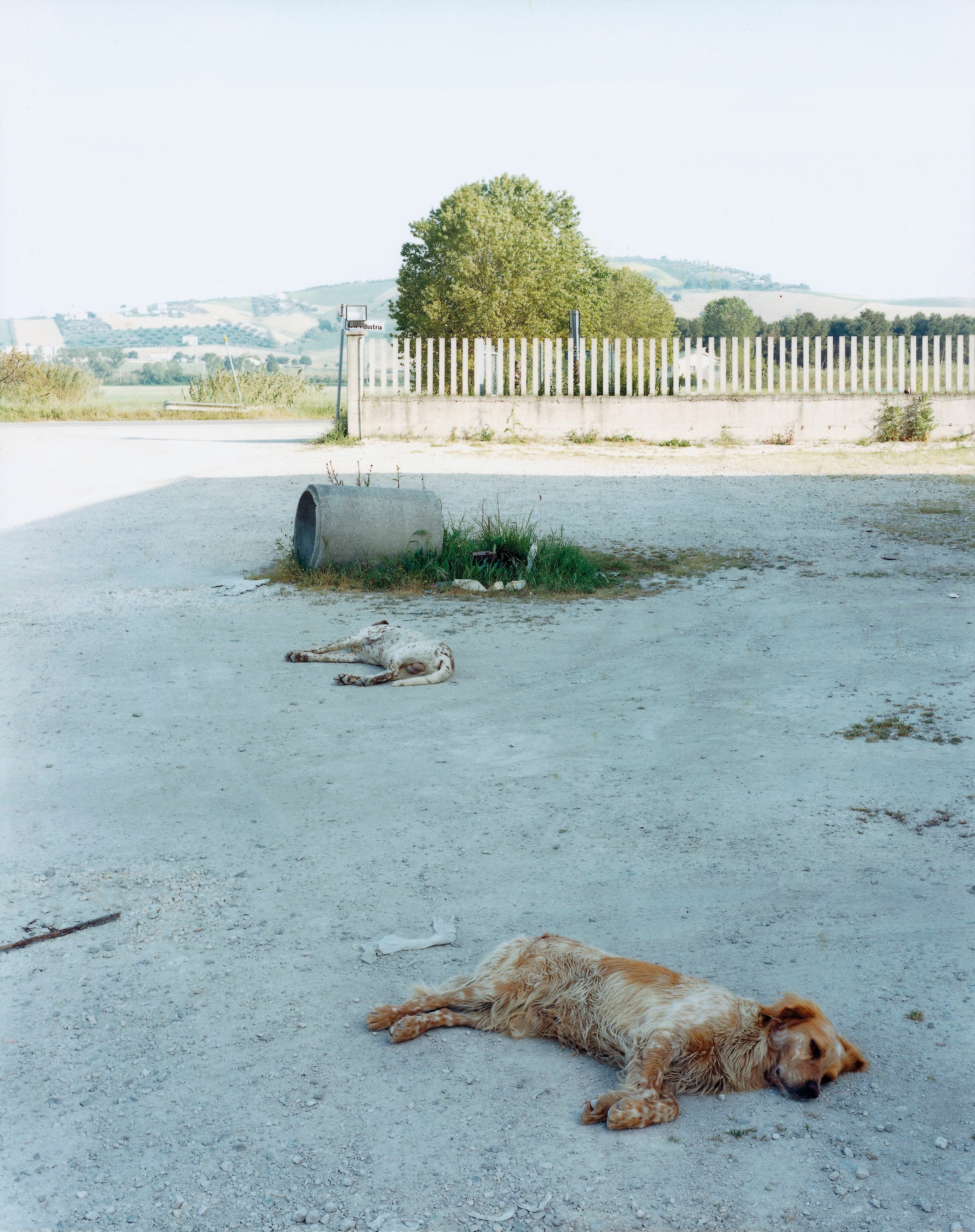 Guido Guidi, consacrazione di un fotografo. Veramente Artribune