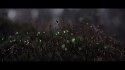 Bioluminescent Forest
