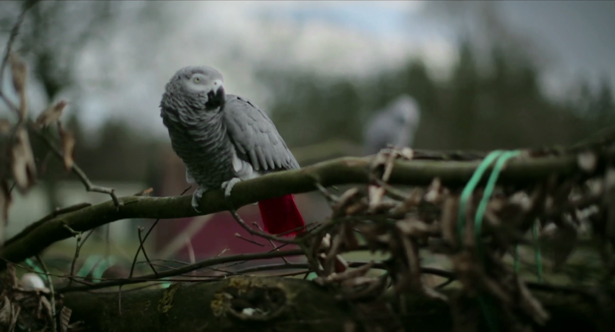 Domenico Mangano Birds Singing Sandy Ground 2014 video still 5 Domenico Mangano, “Birds Singing, Sandy Ground”. Appunti sulla malattia mentale