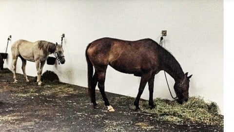 I cavalli di Kounellis da Gavin Brown