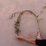 Traduzioni - workshop Aquilonia, 2015
