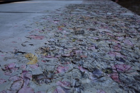 Alessandro Piangiamore, Un petalo viola su un pavimento di cemento - photo Matteo Nardone