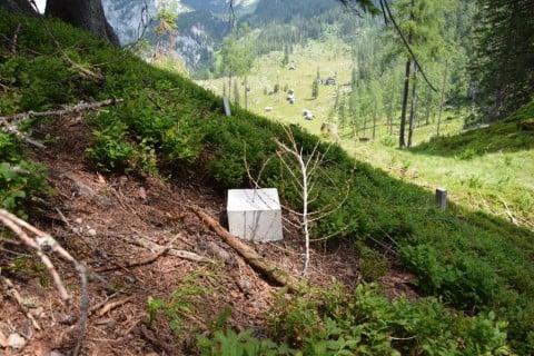 Political Landscape - Angelika Loderer, Larches and Stones