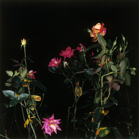 Sarah Jones, The rose gardens (orange), 2002 - copyright l'artista