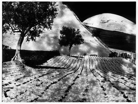 Mario Giacomelli, da Presa di coscienza sulla natura, 1977-2000 - Campagna marchigiana - courtesy Archivio Mario Giacomelli, Senigallia 