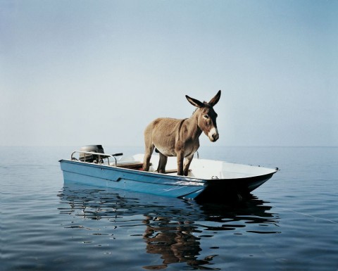 Paola Pivi, Untitled (Donkey)