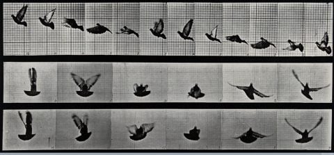 Eadweard Muybridge, A cockatoo flying,  1887 - Wellcome Library, Londra