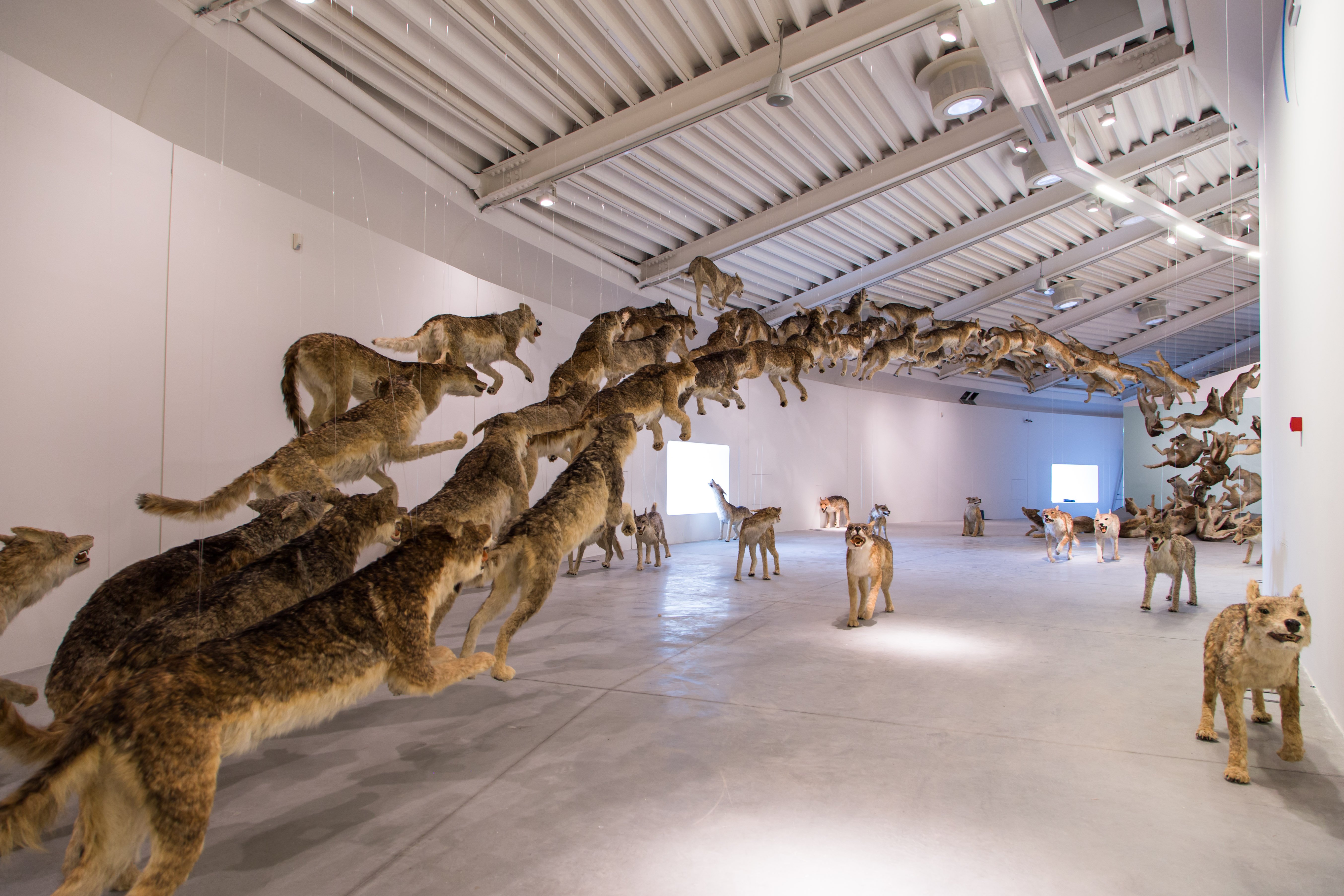 Cai Guo-Qiang, Head on, Centro Pecci, Prato, 2016