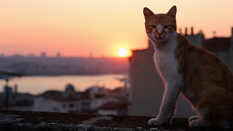 Kedi Cats in Istanbul di Ceyda Torun 10 - Kamil