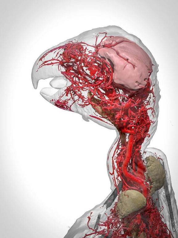 Wellcome Image Awards 2017. Il sistema venoso del pappagallo