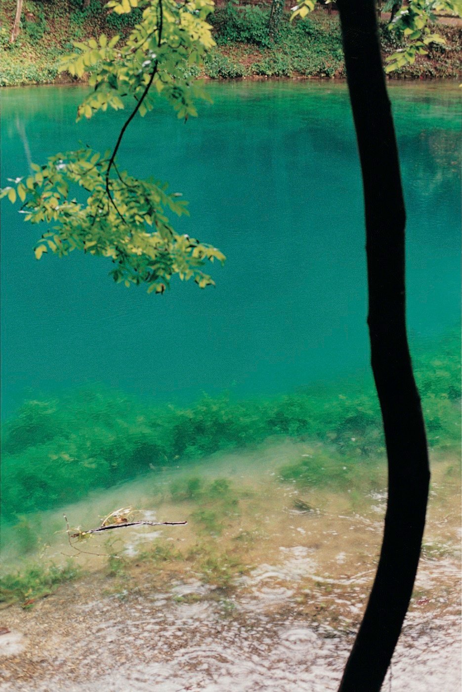 Wolfgang Tillmans, Blautopf, Baum, 2001. Courtesy Galerie Buchholz, BerlinCologne, Maureen Paley, London, David Zwirner, New York