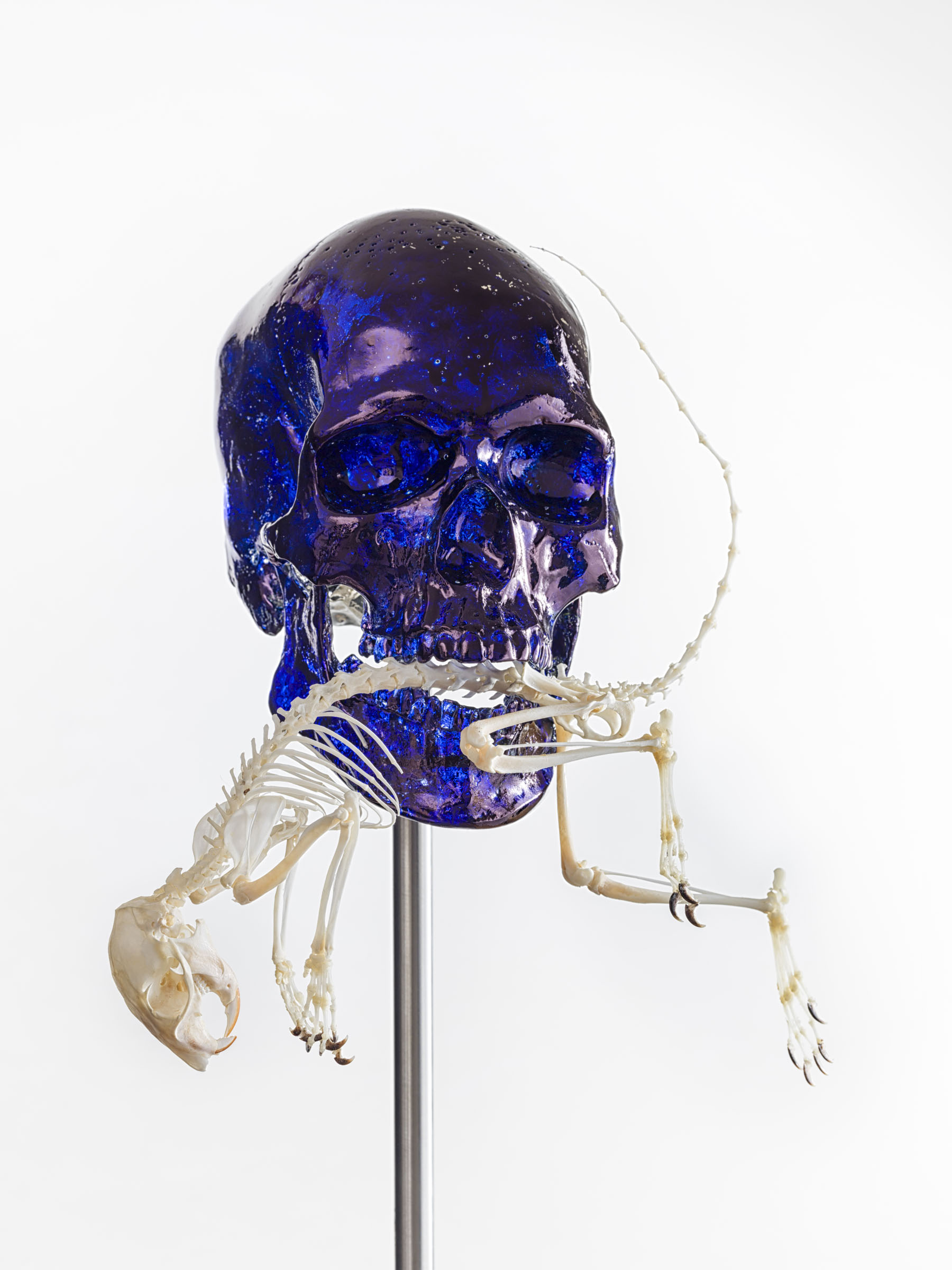 Jan Fabre, Skull with squirrel, 2017