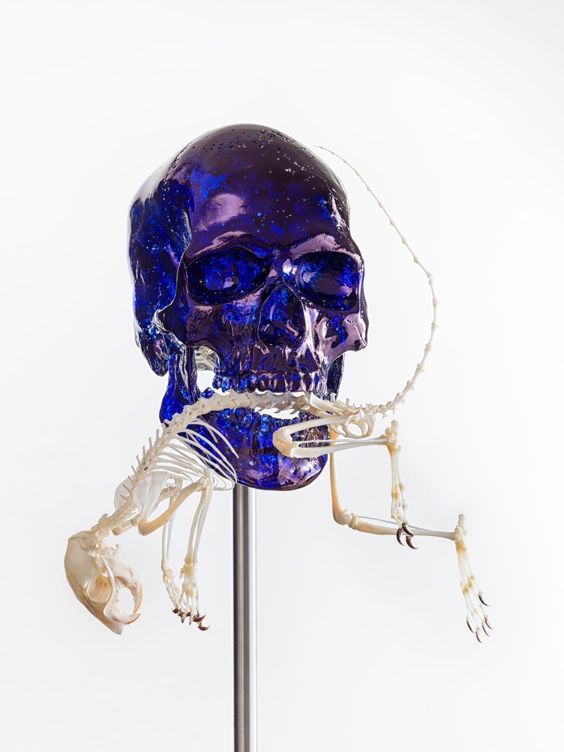 Jan Fabre, Skull with squirrel, 2017