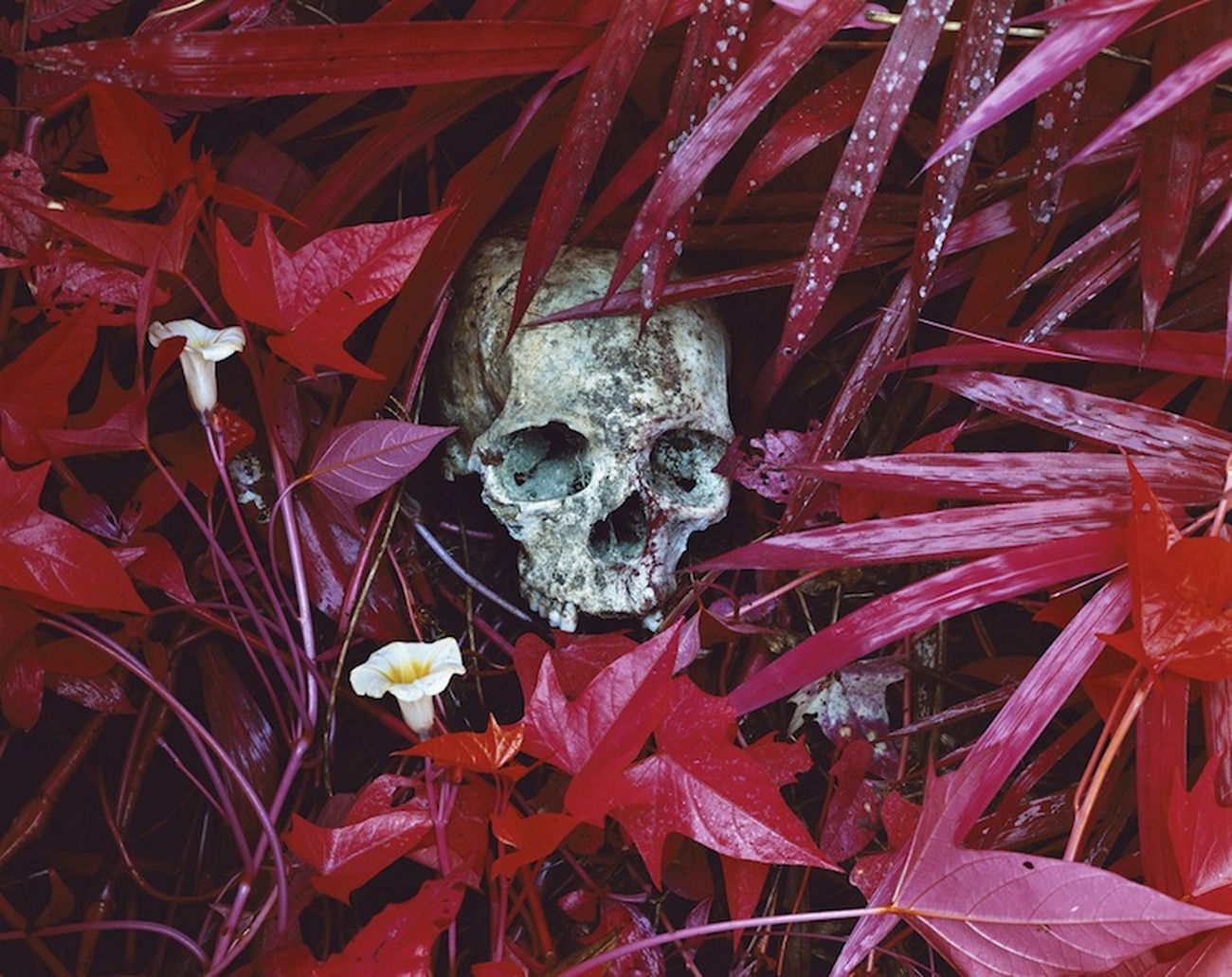 Richard Mosse , Of lilies, 2012. Collezione Roberto Spada