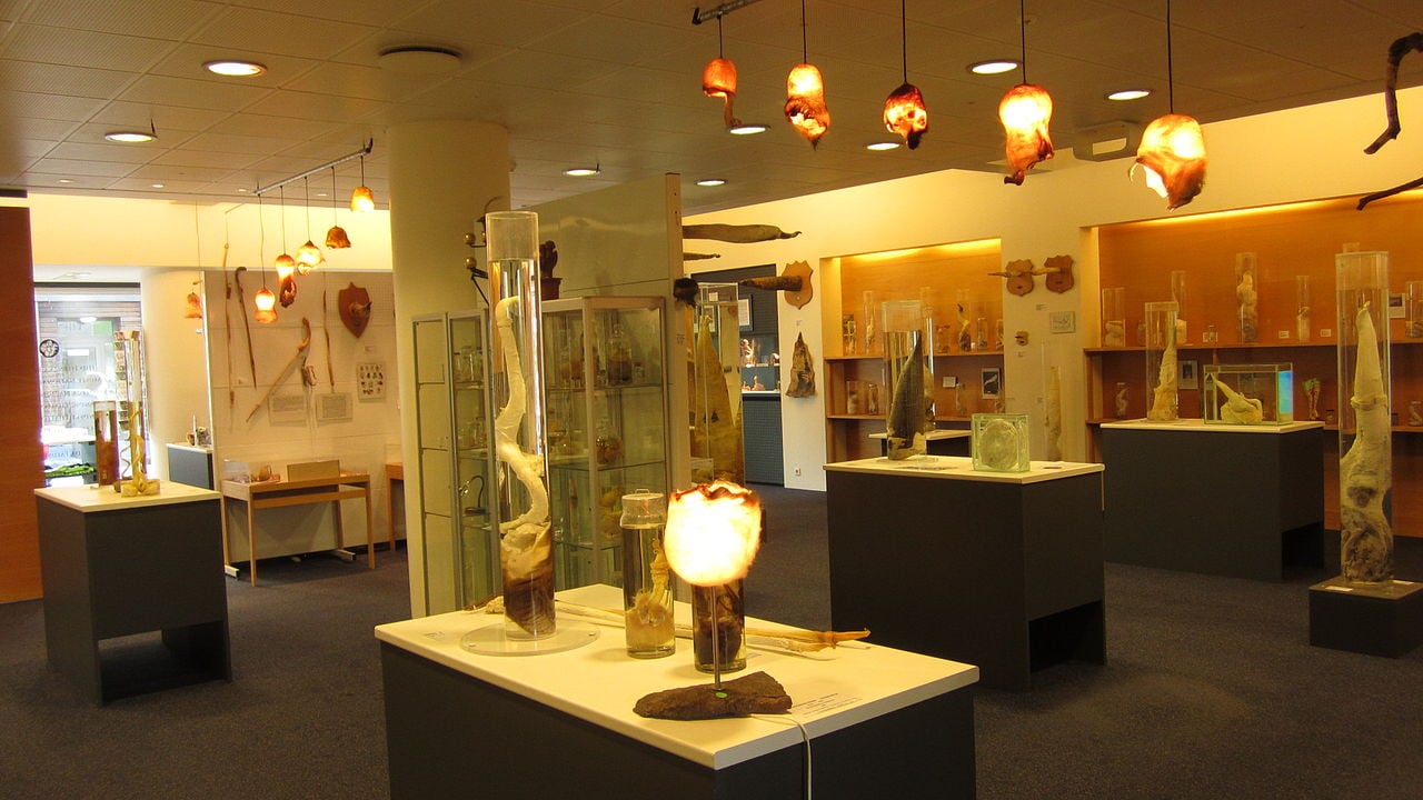 Icelandic Phallological Museum, Reykjavík