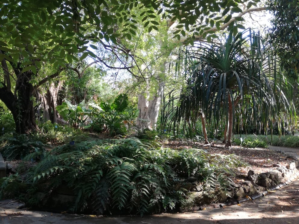 Orto Botanico di Palermo. Ph. Desirée Maida