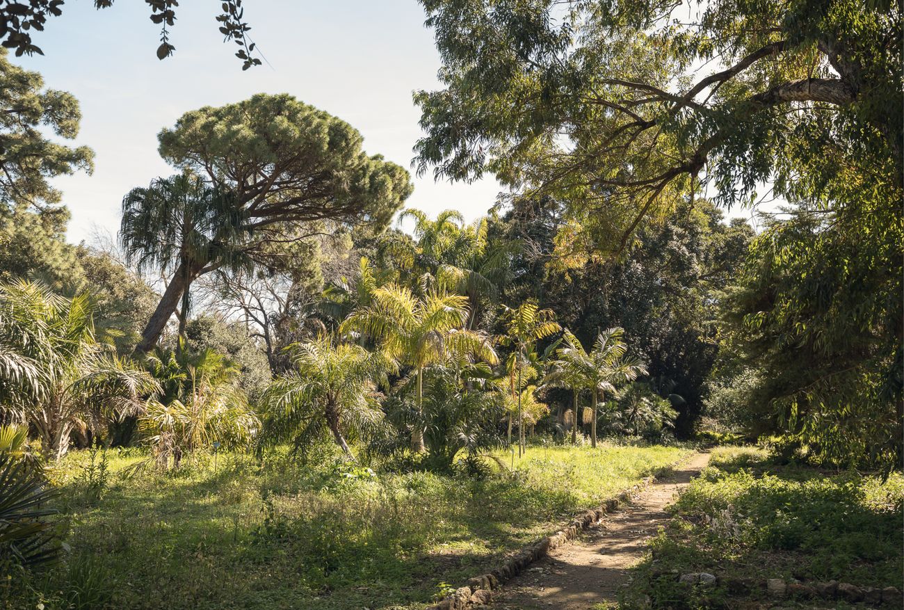 Orto Botanico, Palermo. Photo Delfino Sisto Legnani, 2017. Courtesy OMA