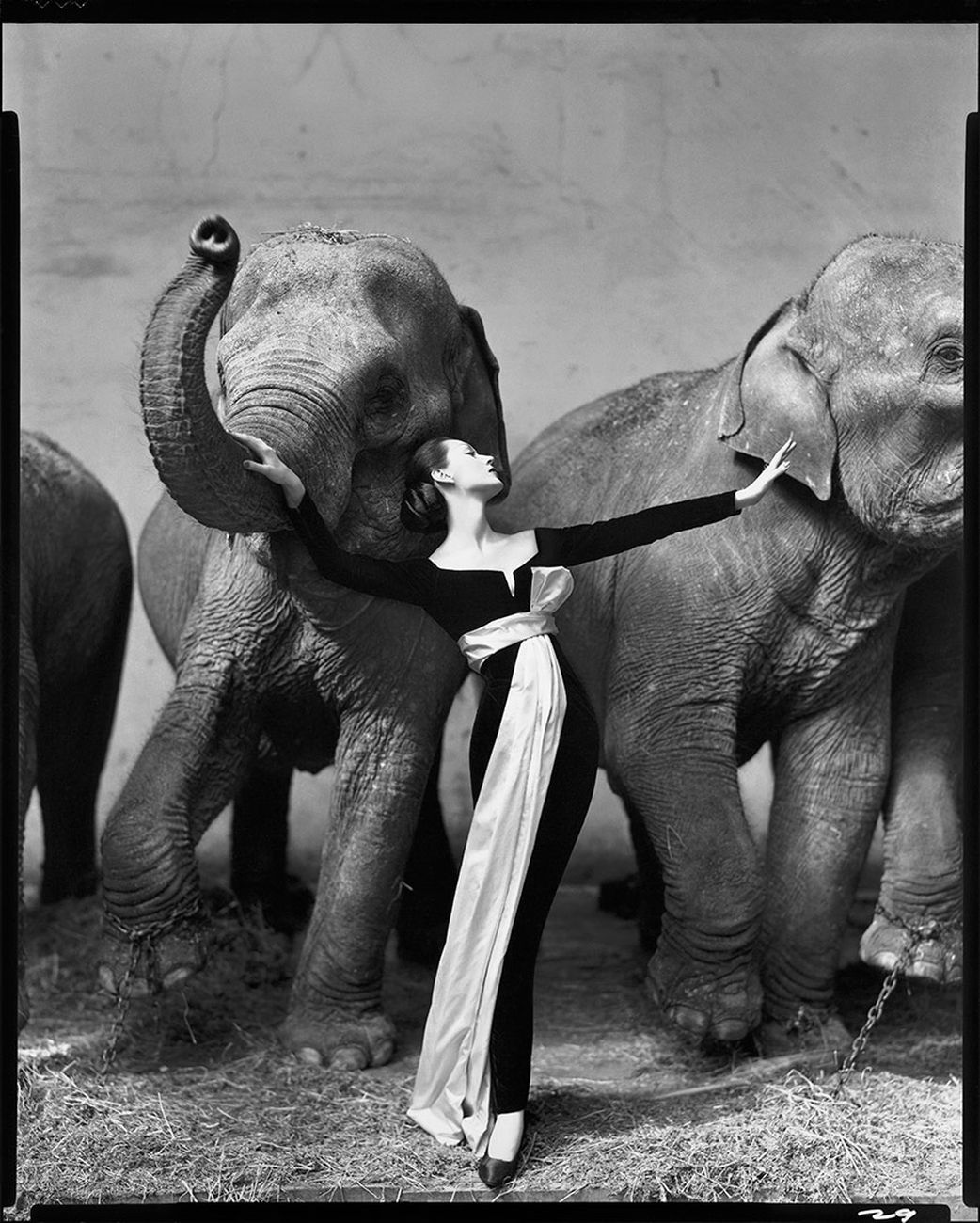 Richard Avedon, Dovima with Elephants, Evening Dress by Dior, Cirque d'Hiver, Paris, 1955 © Christie’s Images Limited 2018