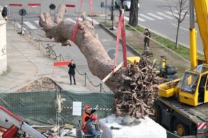 Il signore degli alberi. Penone fa 150 per la GAM di Torino