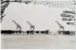 Peter Beard Giraffes in Mirage on the Taru Desert Un’enciclopedia della fotografia. Grande attesa per l’asta londinese di Phillips de Pury