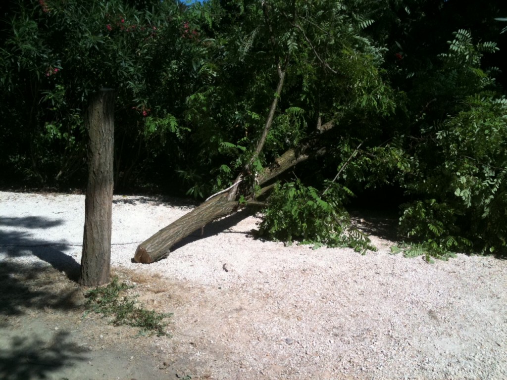 Robe da non credere, al Padiglione Italia le opere non si vedono bene? Che importa, seghiamo gli alberi del giardino