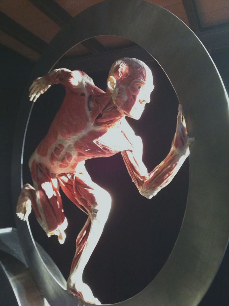 Body Worlds – Il vero mondo del corpo umano 2 Macché Damien Hirst, qui si espongono cadaveri veri. Arriva a Roma Body Worlds, la mostra dei record e delle sicure polemiche. Foto in anteprima solo per stomaci forti