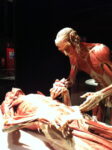 Body Worlds – Il vero mondo del corpo umano 7 Macché Damien Hirst, qui si espongono cadaveri veri. Arriva a Roma Body Worlds, la mostra dei record e delle sicure polemiche. Foto in anteprima solo per stomaci forti