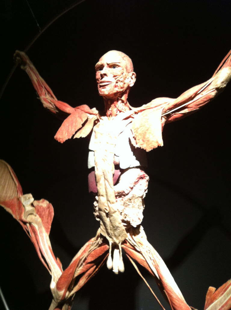 Body Worlds – Il vero mondo del corpo umano 8 Macché Damien Hirst, qui si espongono cadaveri veri. Arriva a Roma Body Worlds, la mostra dei record e delle sicure polemiche. Foto in anteprima solo per stomaci forti
