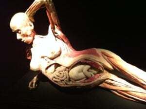 Macché Damien Hirst, qui si espongono cadaveri veri. Arriva a Roma Body Worlds, la mostra dei record e delle sicure polemiche. Foto in anteprima solo per stomaci forti