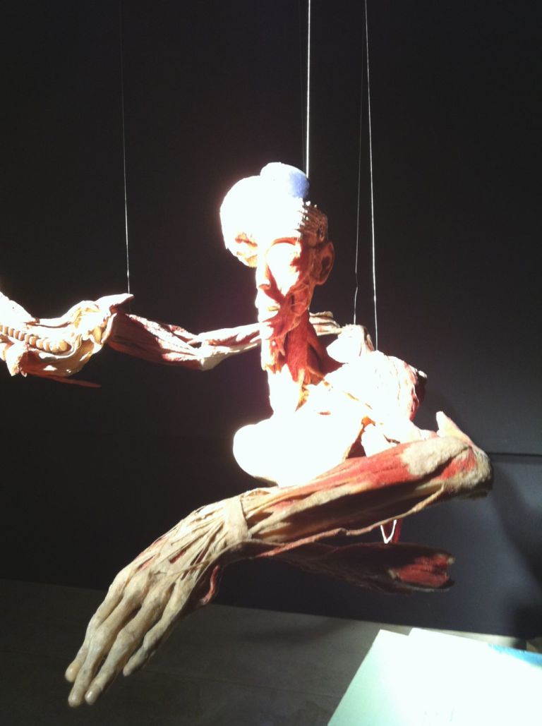 Body Worlds – Il vero mondo del corpo umano 5 Macché Damien Hirst, qui si espongono cadaveri veri. Arriva a Roma Body Worlds, la mostra dei record e delle sicure polemiche. Foto in anteprima solo per stomaci forti