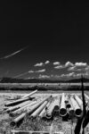 Img5 Maremma che mostra