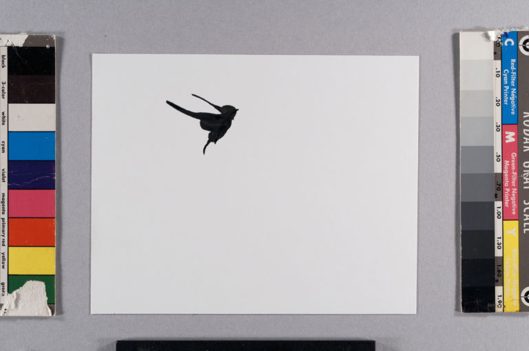 Matteo Fato “Senza titolo” still dal video stop motion 230 disegni china su carta loop 20042009 courtesy dell’artista 2 Disegni che sublimano in video. A Parigi residenza d’artista e mostra chez Dena Foundation per Matteo Fato, ecco le immagini