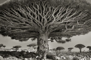 Il tempo, osservato, si ferma. Colpa di Beth Moon