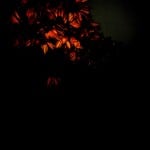 4 Maura Banfo EC4 lambda print cm 60x60 Still-life in una mano