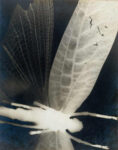 Curtis Moffat 1887 1949 Dragonfly circa 1930 Nascita e sviluppo di un linguaggio. Il Victoria & Albert Museum inaugura una nuova esposizione permanente dedicata alla storia della fotografia. Dai dagherrotipi al 1960…