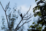 AHAE Brown eared Bulbul Natura, fotografia e… imprenditoria