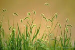 AHAE Green Foxtails 2 Natura, fotografia e… imprenditoria