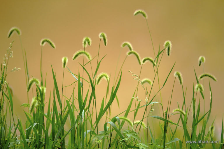 AHAE Green Foxtails 2 Natura, fotografia e… imprenditoria