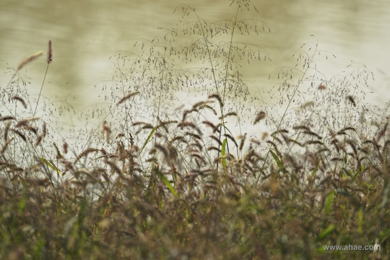 AHAE Green Foxtails Natura, fotografia e… imprenditoria