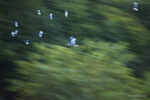 AHAE Magpies Chasing Grey Heron Natura, fotografia e… imprenditoria