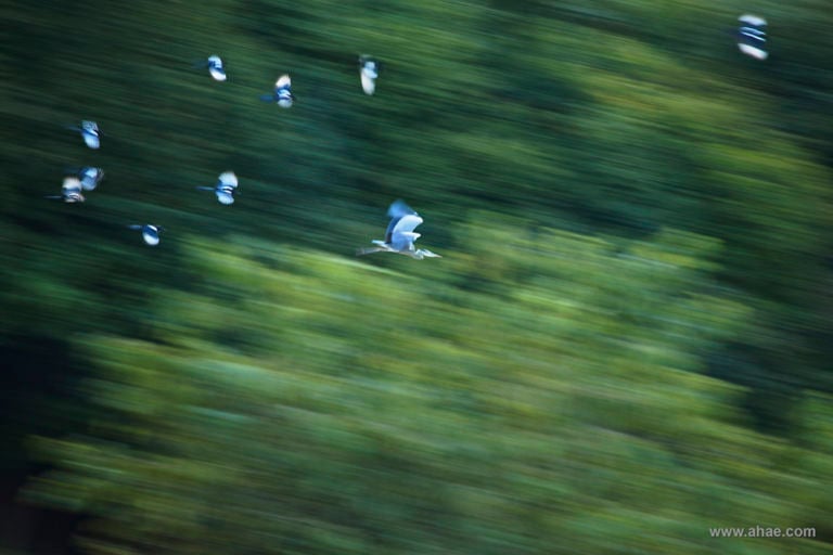 AHAE Magpies Chasing Grey Heron Natura, fotografia e… imprenditoria