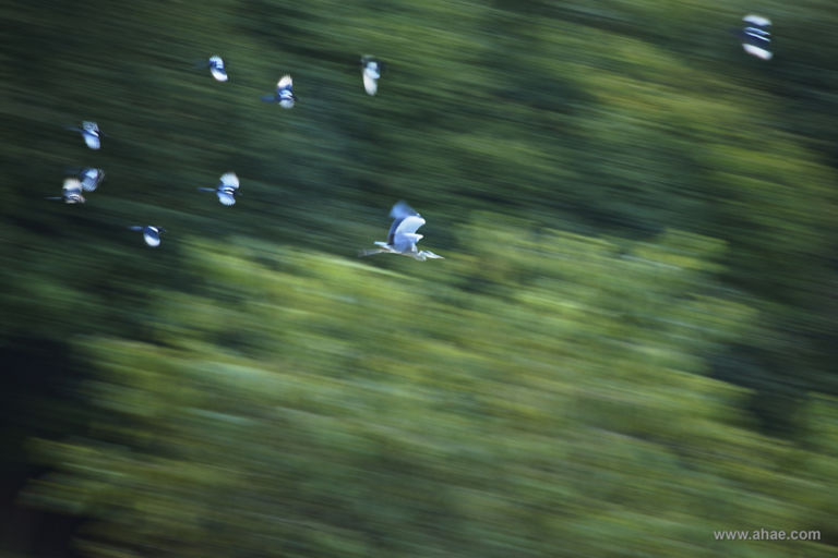 AHAE Magpies Chasing Grey Heron Natura, fotografia e… imprenditoria