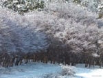 AHAE Maple Trees in Winter Natura, fotografia e… imprenditoria