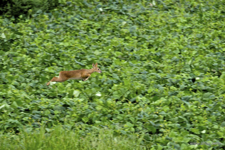 AHAE Water Deer Natura, fotografia e… imprenditoria